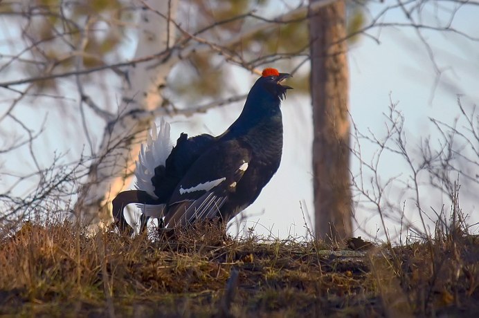 Тетерев Lyrurus Tetrix