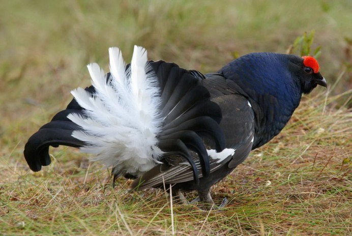 Тетерев Lyrurus Tetrix