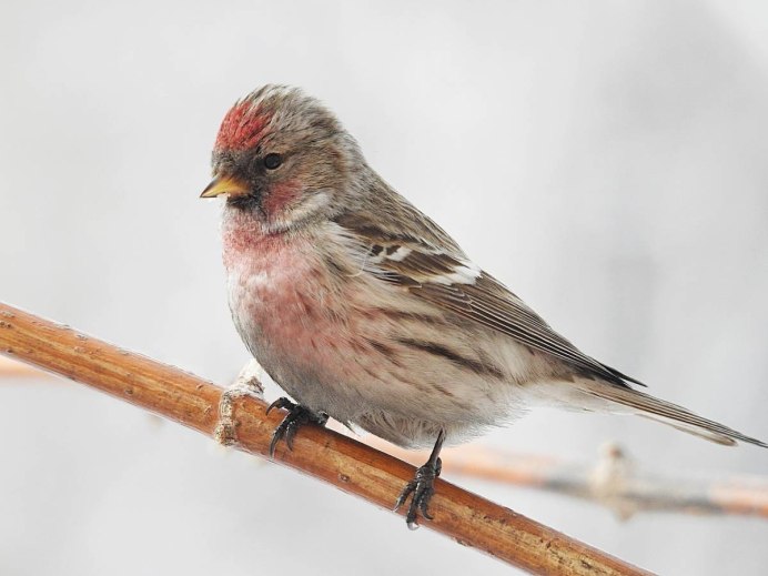 Щегол (Carduelis Carduelis)