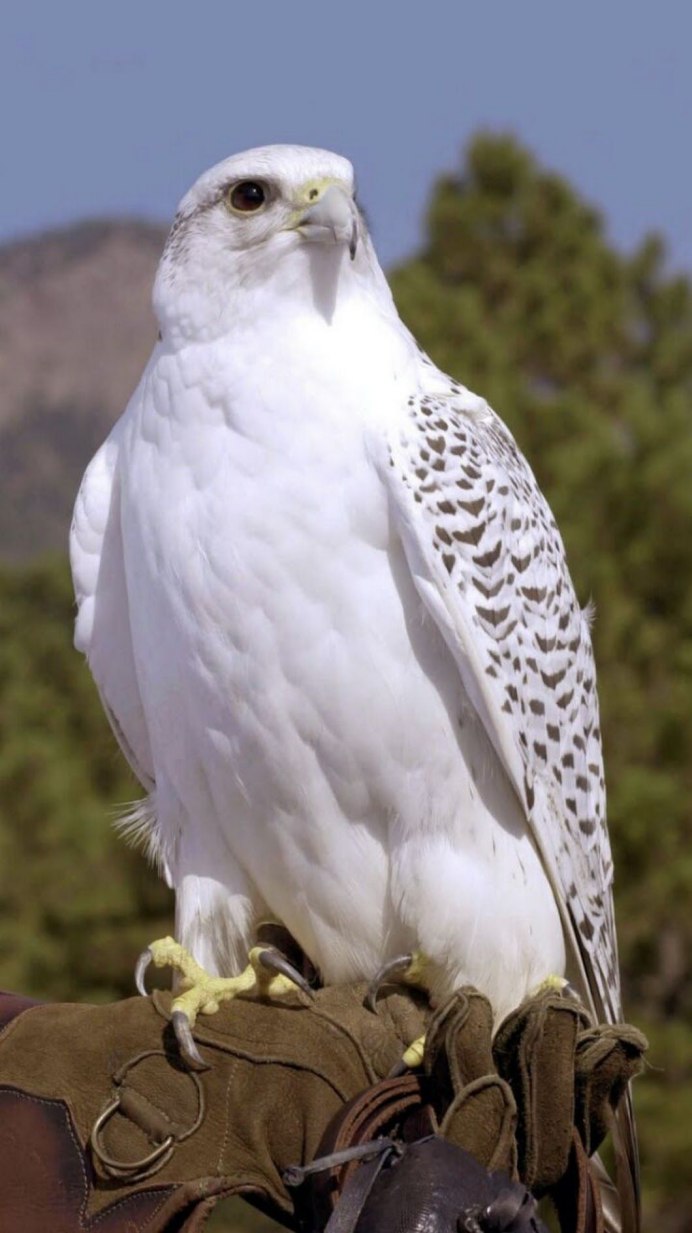 Белый Сокол герой