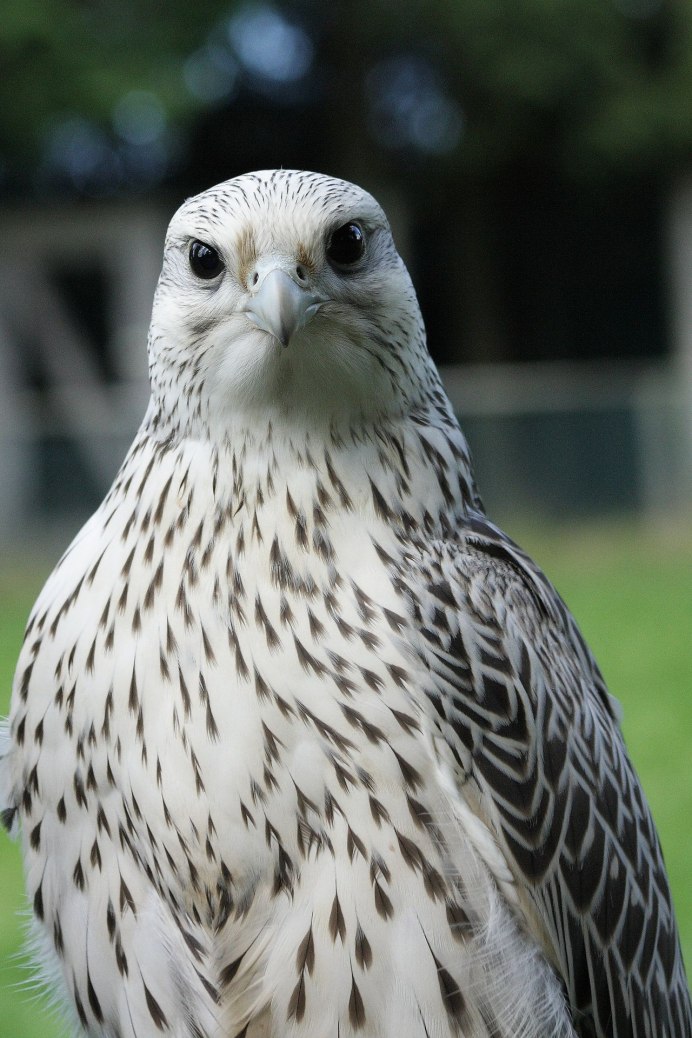 Сокол белый Кречет