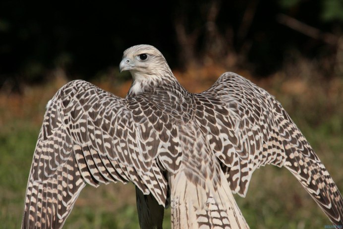Камчатский Сокол Кречет