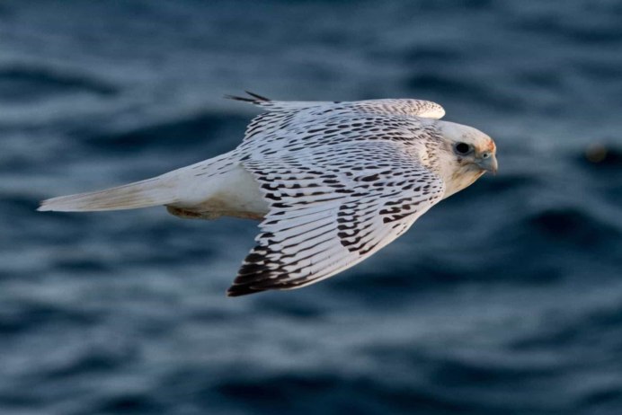 Байкальский Кречет