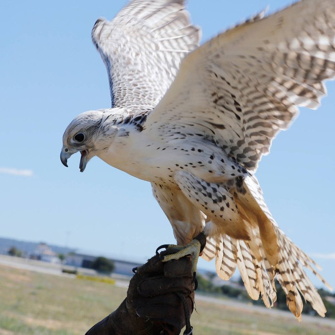 Белый Камчатский Кречет