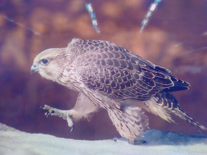 Луговой Кречет