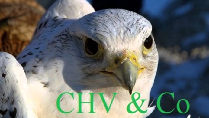 Белокрылый Кречет