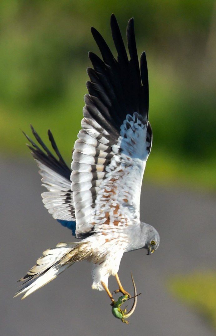 Светло серая хищная птица