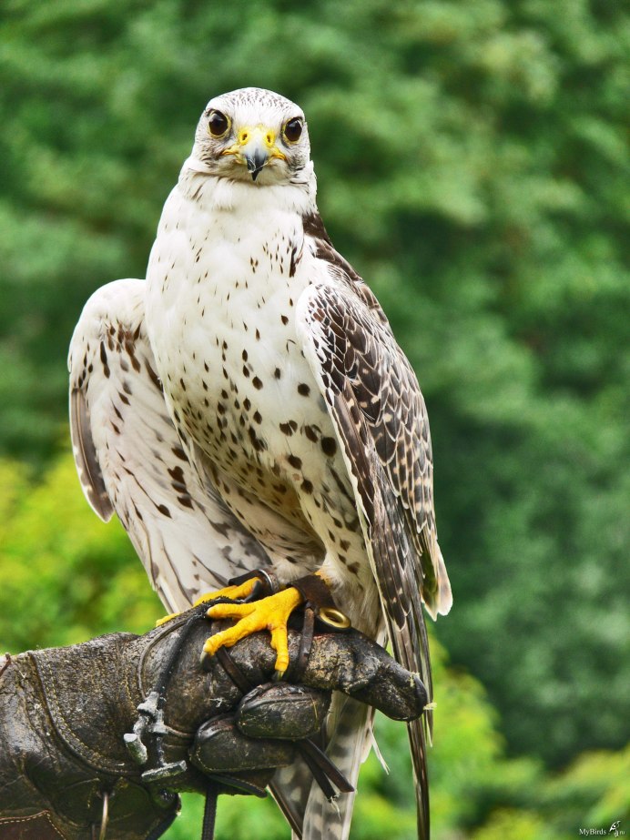 Сокол белый Кречет