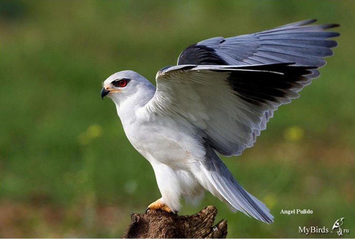 Белохвостый Коршун