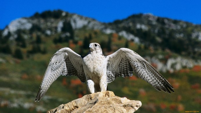 Кречет Falco rusticolus
