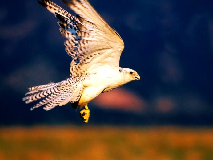 Кречет и Сапсан