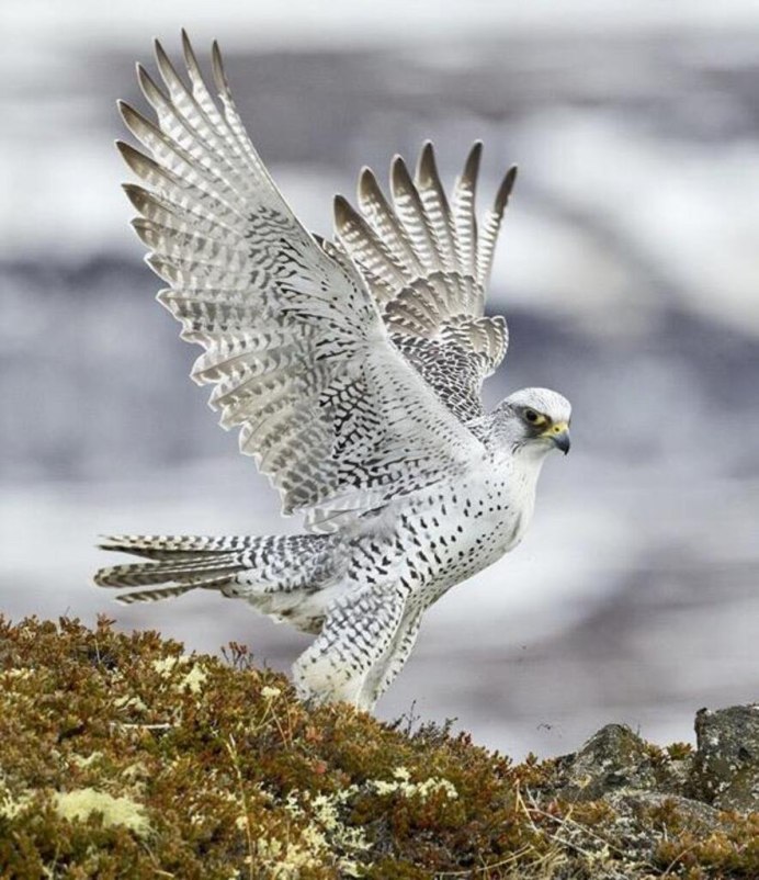 Камчатский Кречет