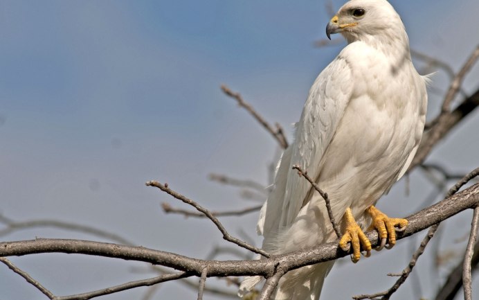 Кречет альбинос