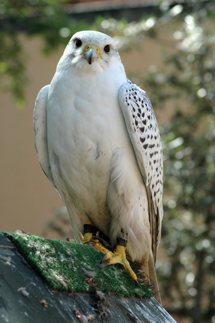 Сокол Сапсан альбинос