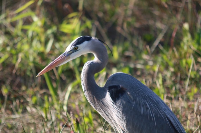 Большая белая цапля Egretta Alba