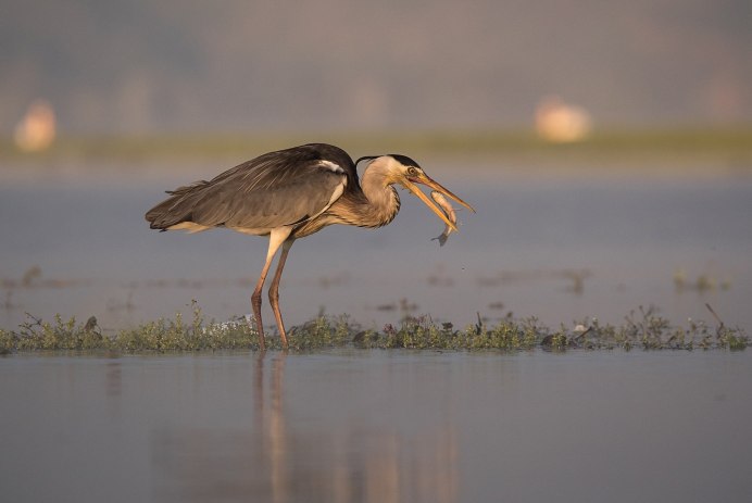 Ardea herodias