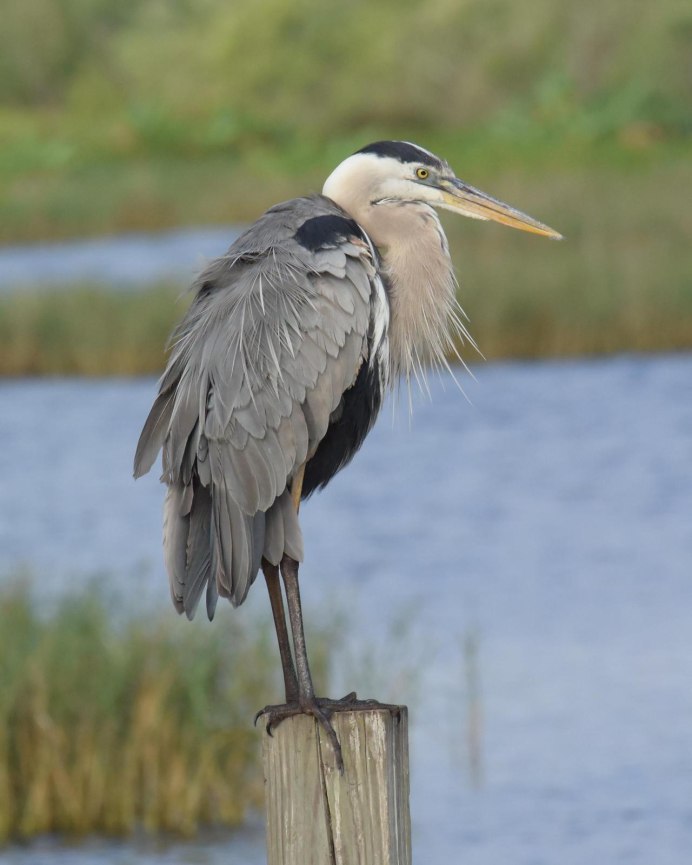Great Blue Heron птица