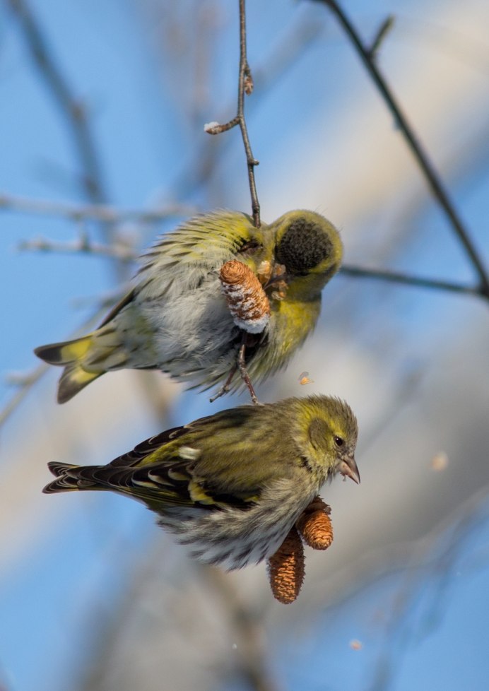 Cage Goldfinch