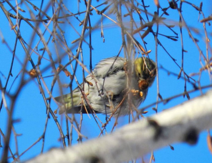 Чиж (Carduelis Spinus)