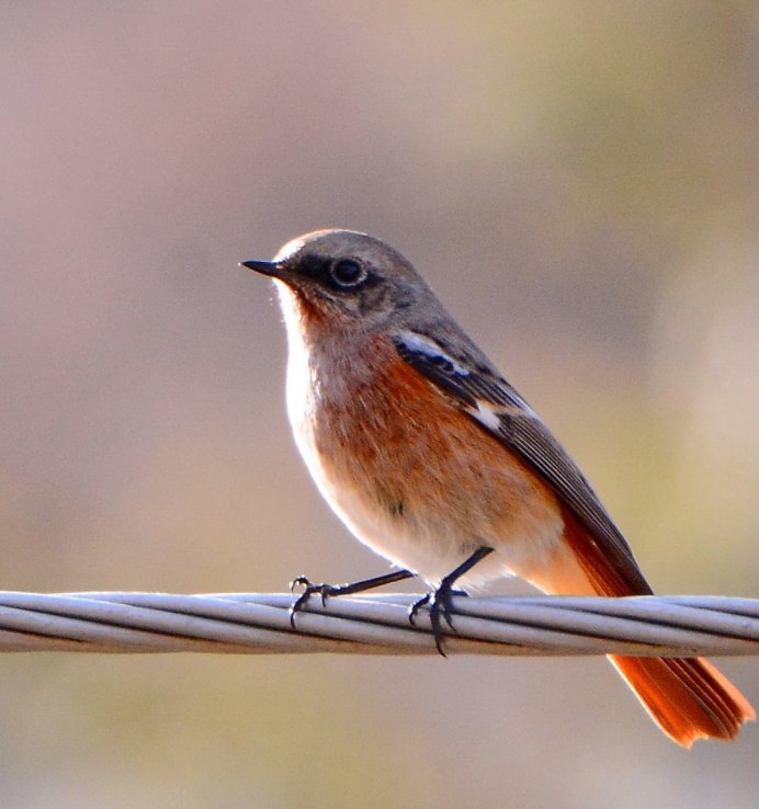 Brown Thrasher птица