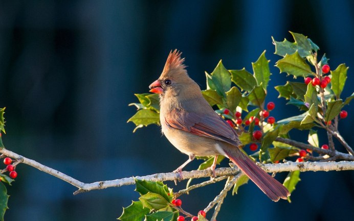 American Goldfinch птица