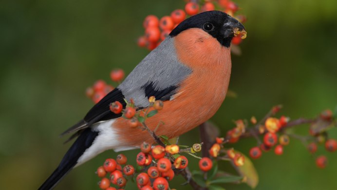 Снегирь обыкновенный pyrrhula pyrrhula