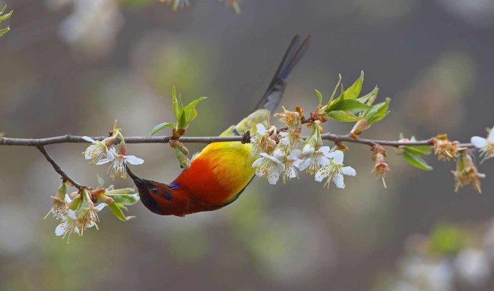 Птицы в цветах