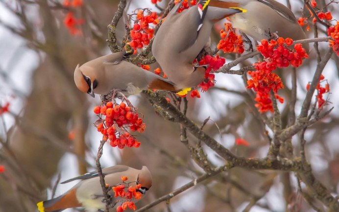 Природа птицы