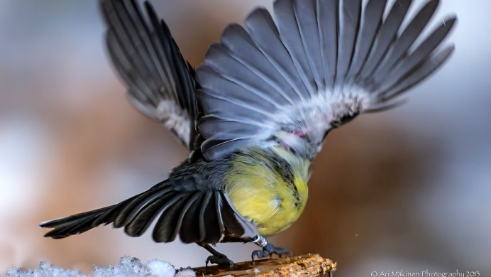 Сыч птица птенец