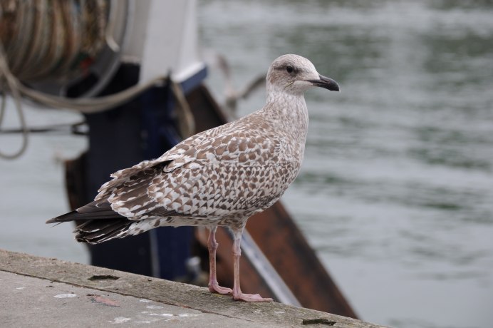 Кулик Sandpiper 1965