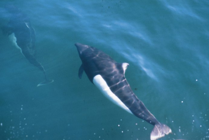 Дельфиновый жир