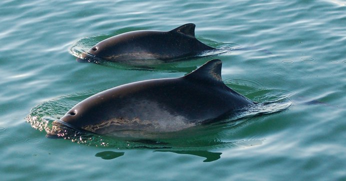 Phocoena Phocoena Harbour Porpoise обыкновенная морская свинья