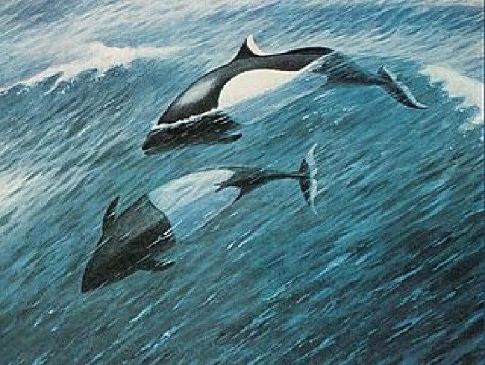 Дельфин Азовка