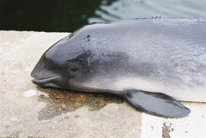 Дельфины, касатки, киты млекопитающие?