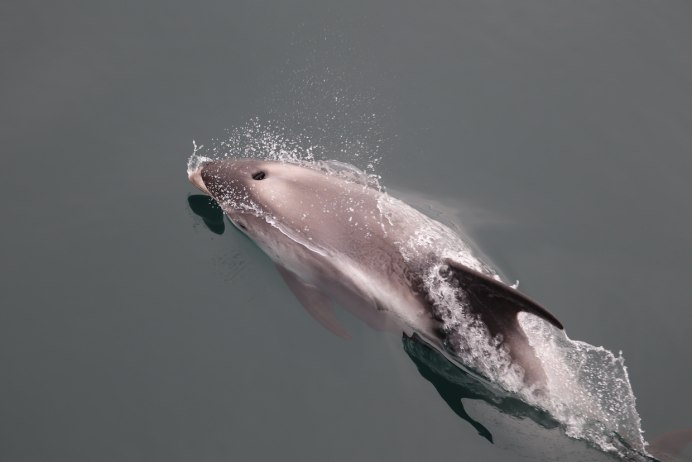 Беломордый Дельфин в Баренцевом море