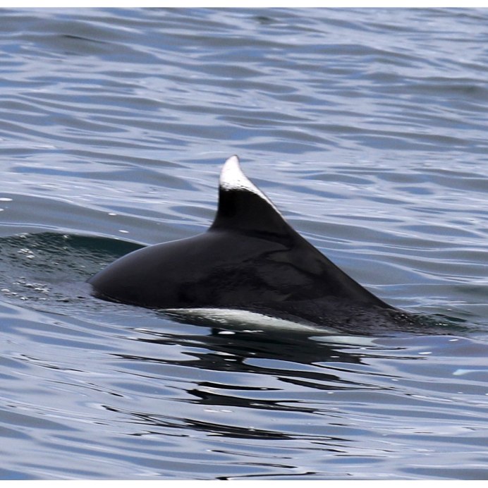 Белокрылая морская свинья Сихотэ Алинь