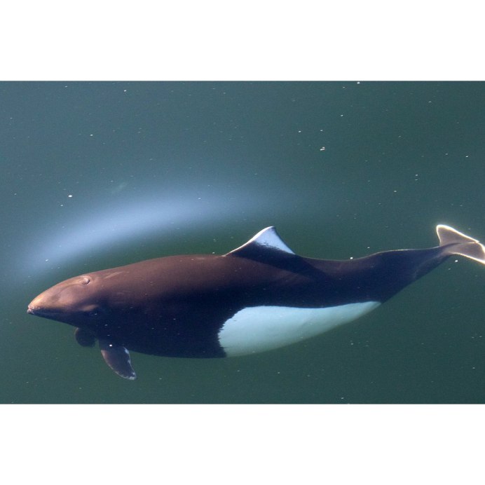 Белокрылая морская свинья