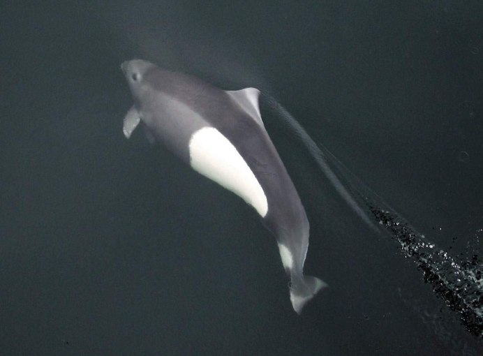 Белокрылая морская свинья Сихотэ Алинь