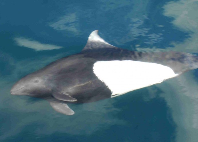 Морская свинья далля