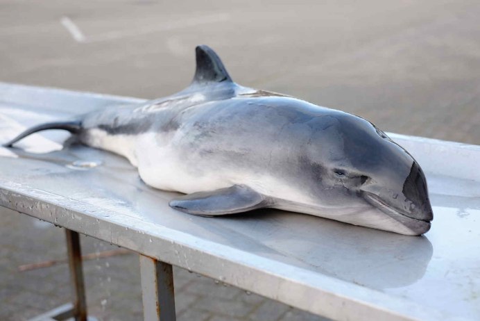 Калифорнийская морская свинья (Vaquita)