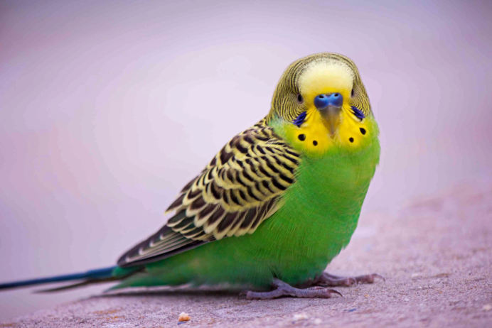 Волнистый попугай Budgie