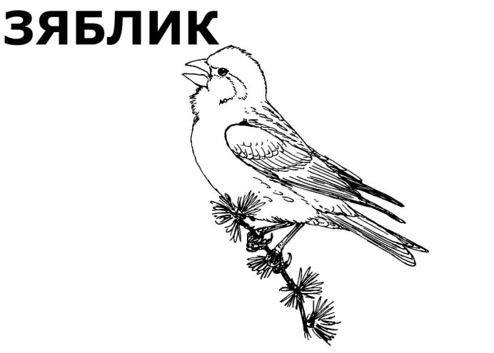 Зяблик раскраска