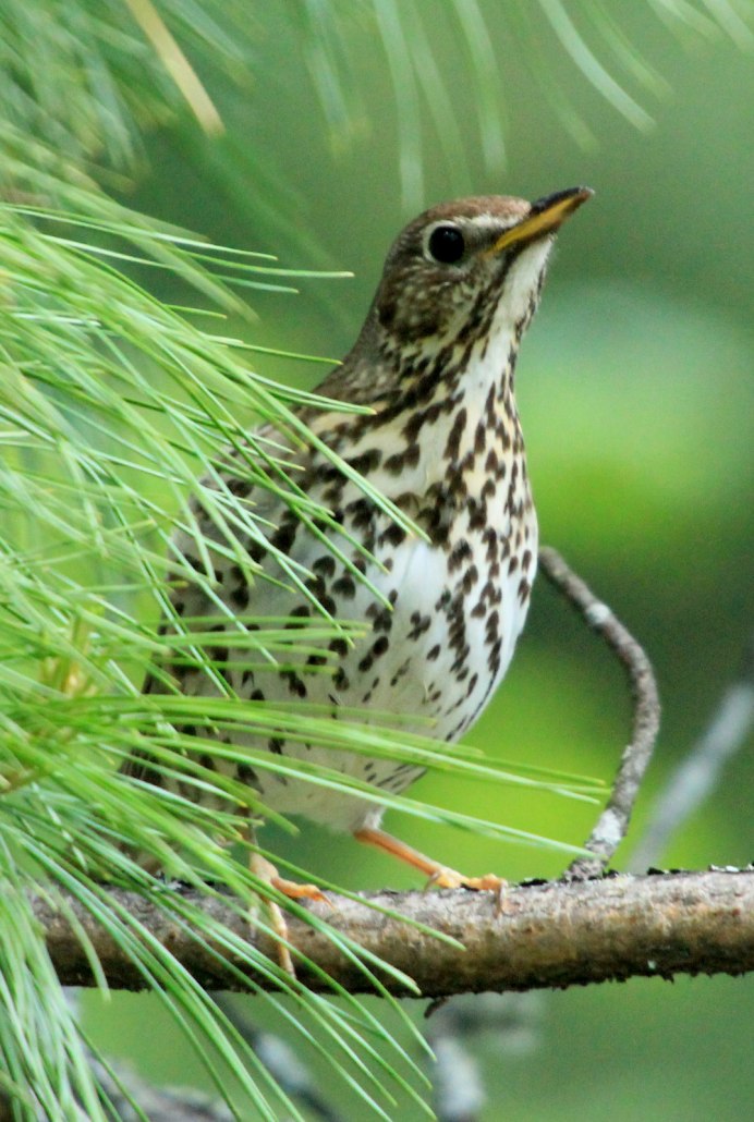 Магелланов Дрозд