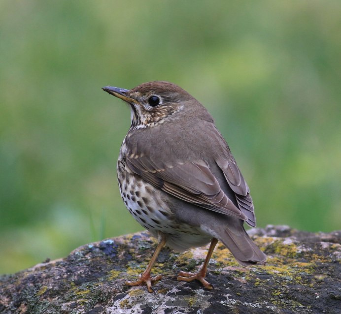 Язык дрозда