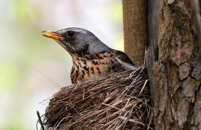 Дрозд и певчий Дрозд