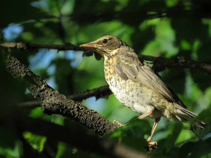 Дрозд деряба рябинник