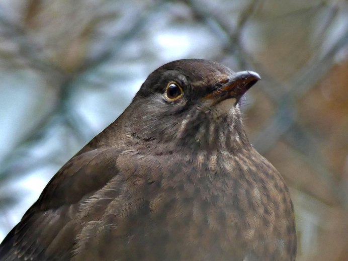 Дрозд Науманна