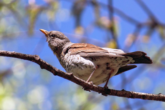 Дрозд Воробьинообразные