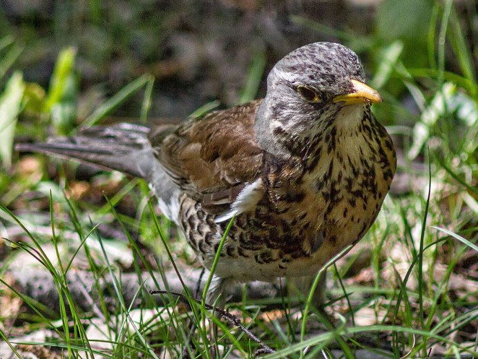 Певчий Дрозд питание