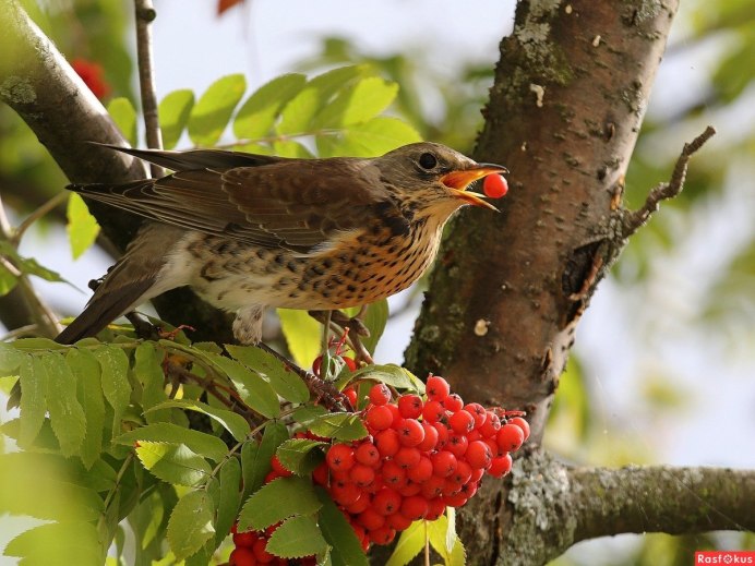 Дрозд деряба рябинник